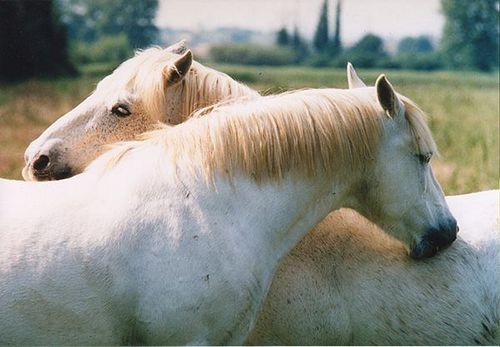 Bike tour: Languedoc and Camargue